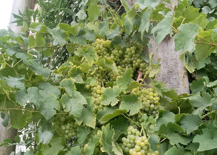 Frühstückspension Bb In Coulonces (Orne)