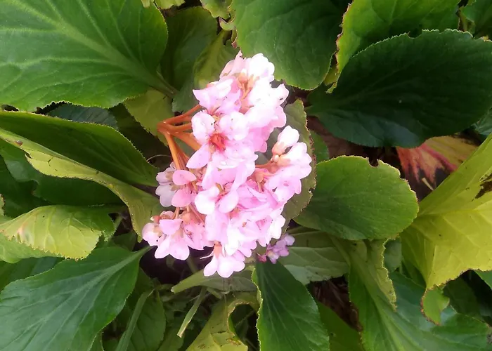 Bb In Frühstückspension